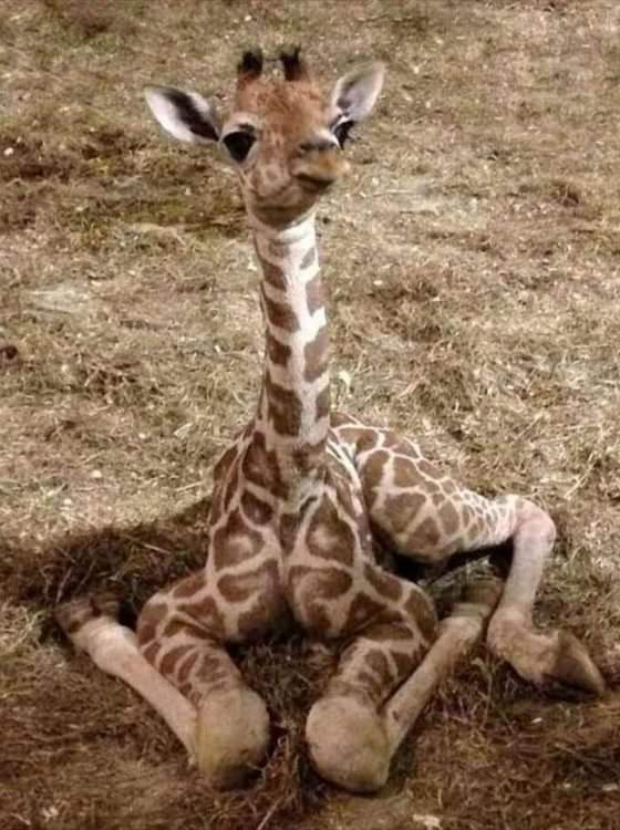 Giraffe_IMG-20210223-WA0002.jpg